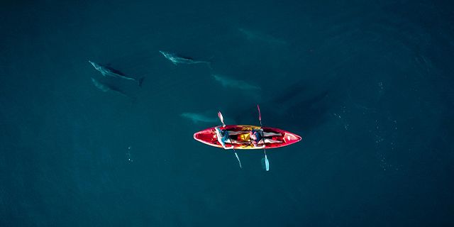 Kayaking dolphins west coast (7)